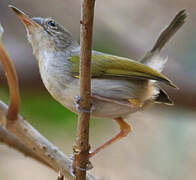 Green-backed Camaroptera