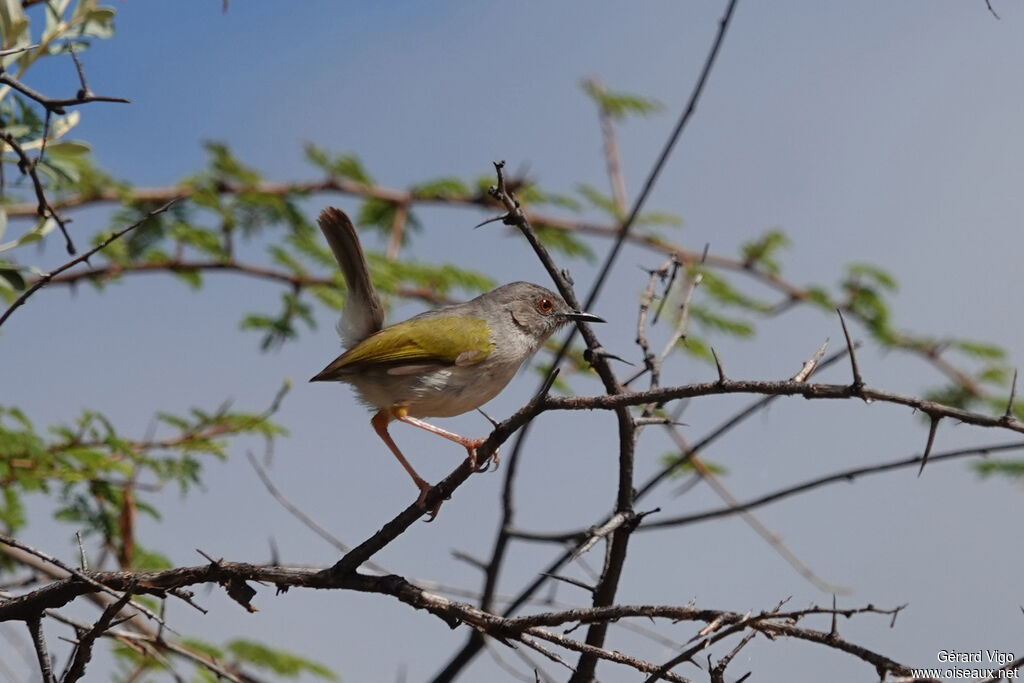 Green-backed Camaroptera