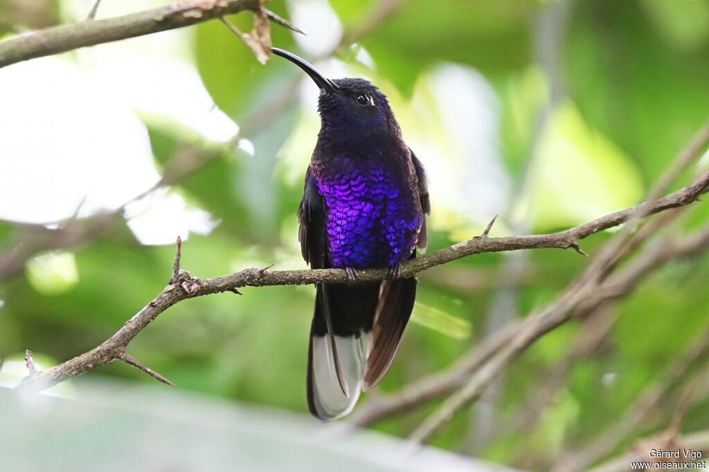 Campyloptère violet mâle adulte