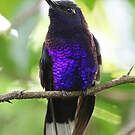 Campyloptère violet