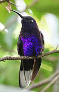 Violet Sabrewing