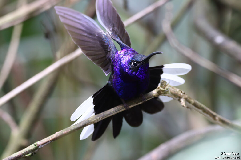 Campyloptère violet mâle adulte