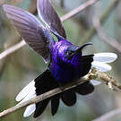 Campyloptère violet