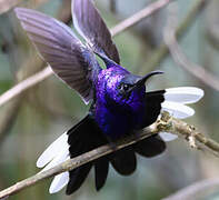 Violet Sabrewing