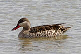 Canard à bec rouge