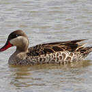 Canard à bec rouge