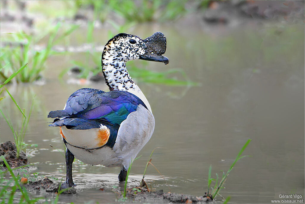 Canard à bosse mâle adulte