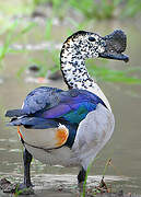 Knob-billed Duck