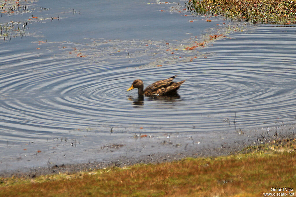 Canard à queue pointueadulte