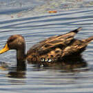Canard à queue pointue