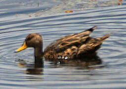 Yellow-billed Pintail