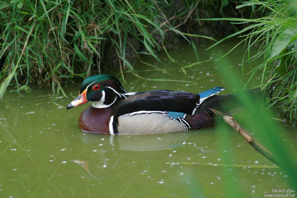 Wood Duck male adult