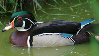 Canard carolin