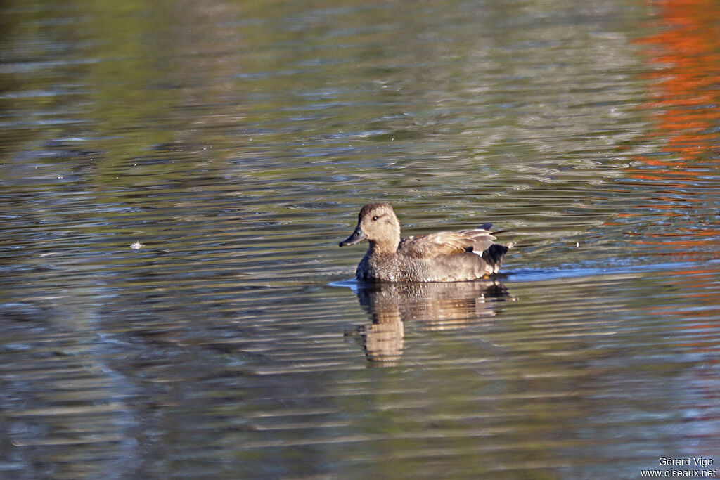 Canard chipeau mâle adulte