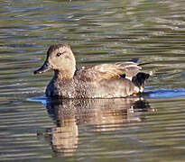 Gadwall