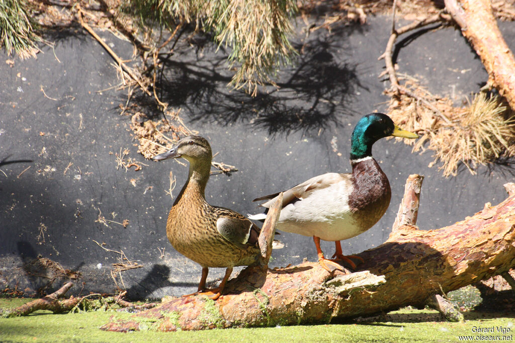 Mallard adult