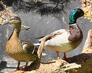 Canard colvert