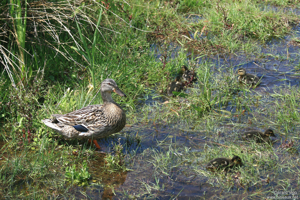 Canard colvert femelle adulte