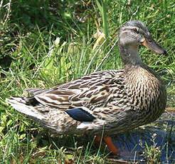 Canard colvert