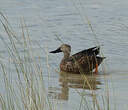 Canard de Smith