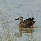 Canard de Smith