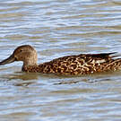 Canard de Smith