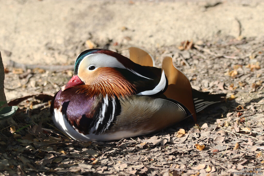 Mandarin Duck male adult