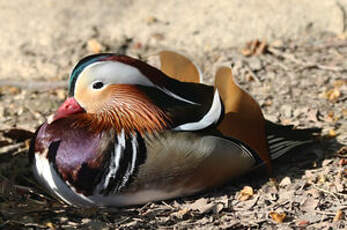 Canard mandarin