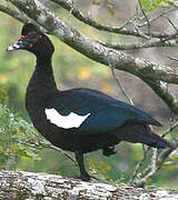 Muscovy Duck