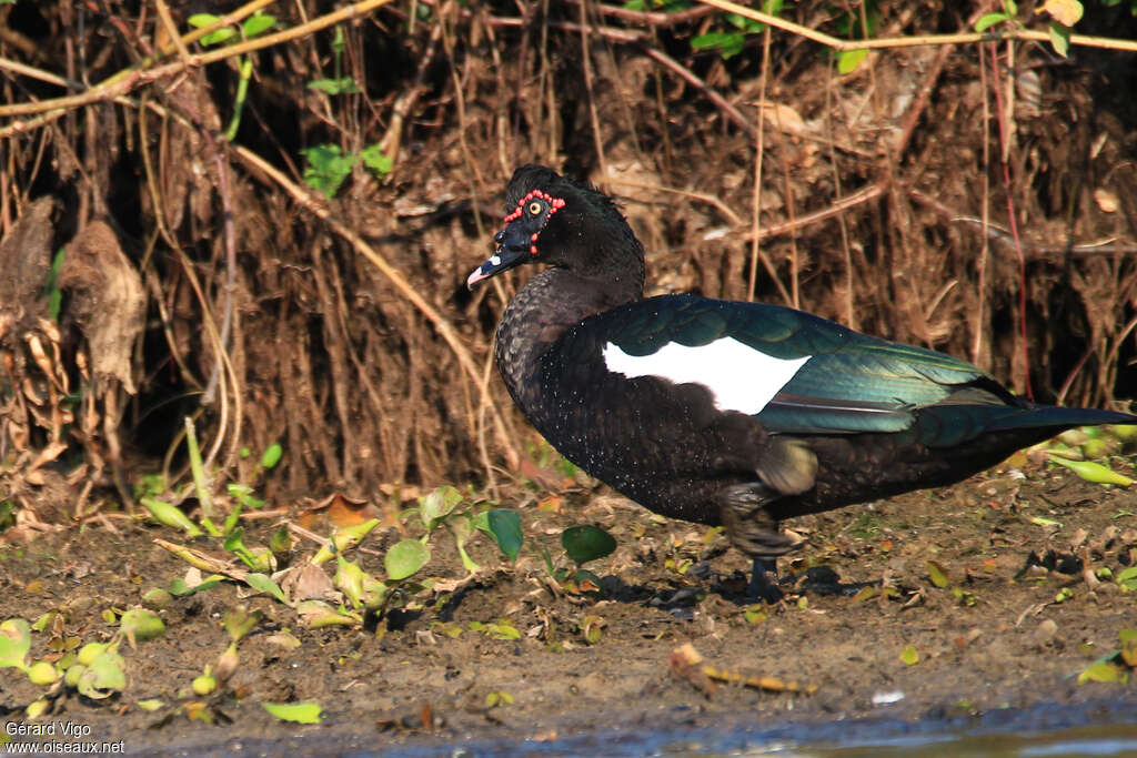 Muscovy Duck male adult, identification