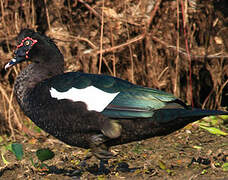 Muscovy Duck