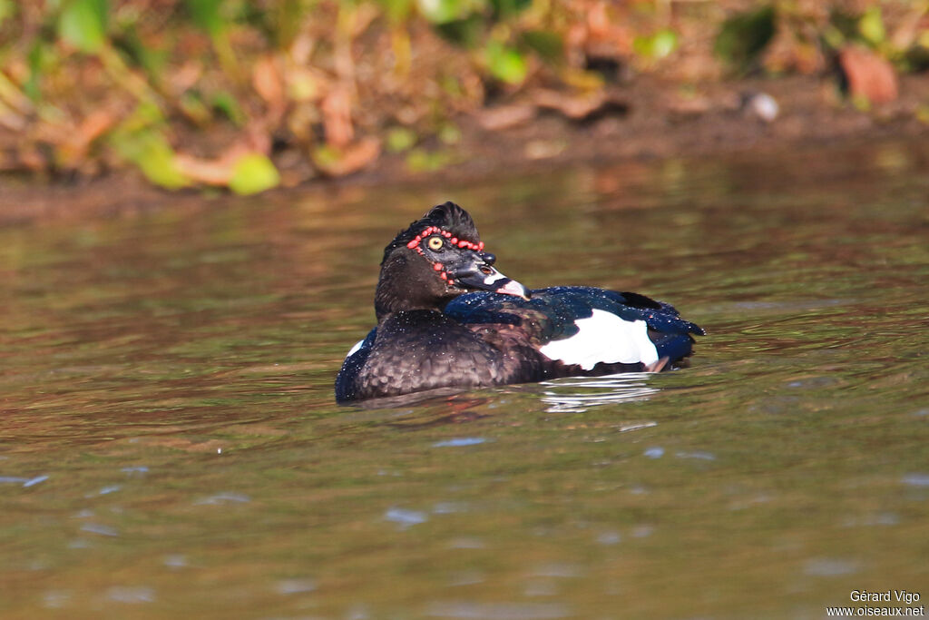 Canard musquéadulte