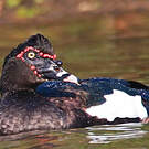 Canard musqué