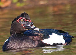 Canard musqué