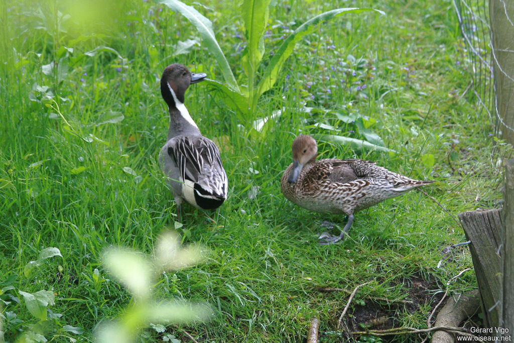 Canard pilet adulte