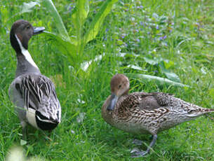 Canard pilet