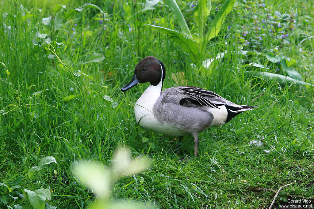 Canard pilet mâle adulte