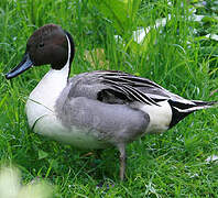 Northern Pintail