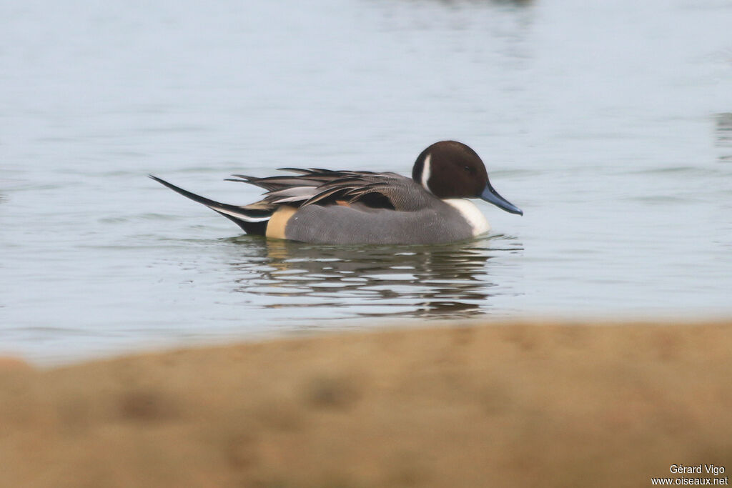 Northern Pintail male adult