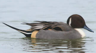 Canard pilet