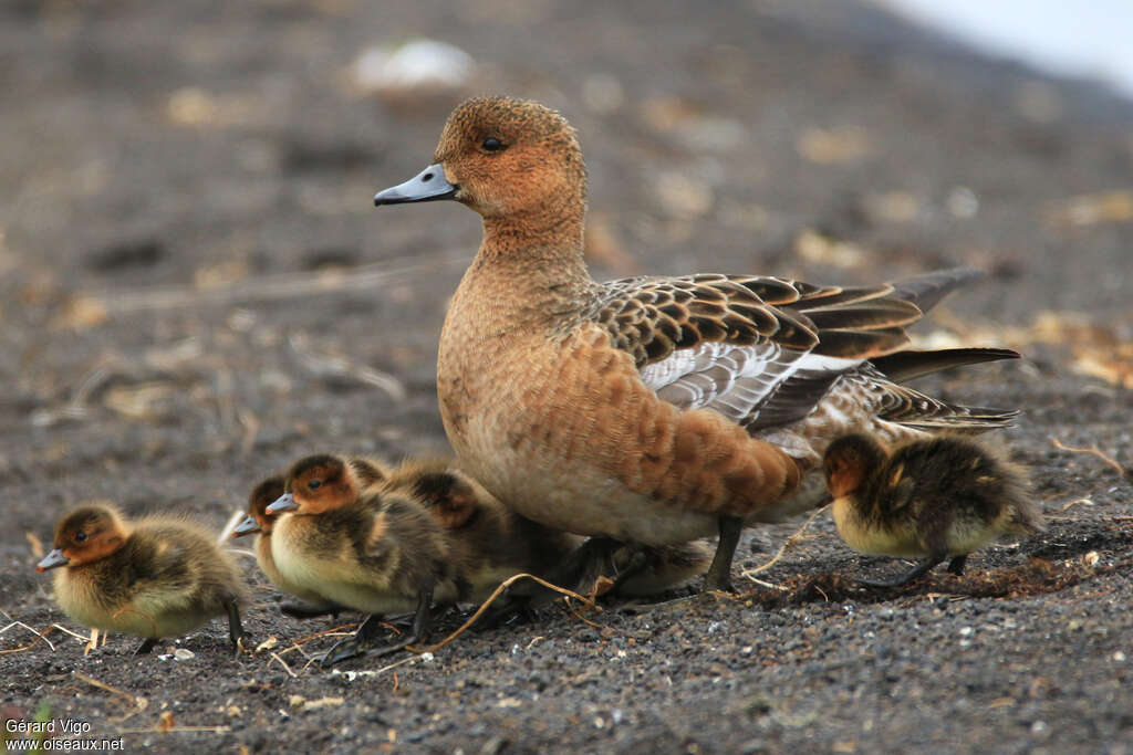 Eurasian Wigeon, Reproduction-nesting