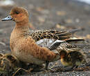 Canard siffleur