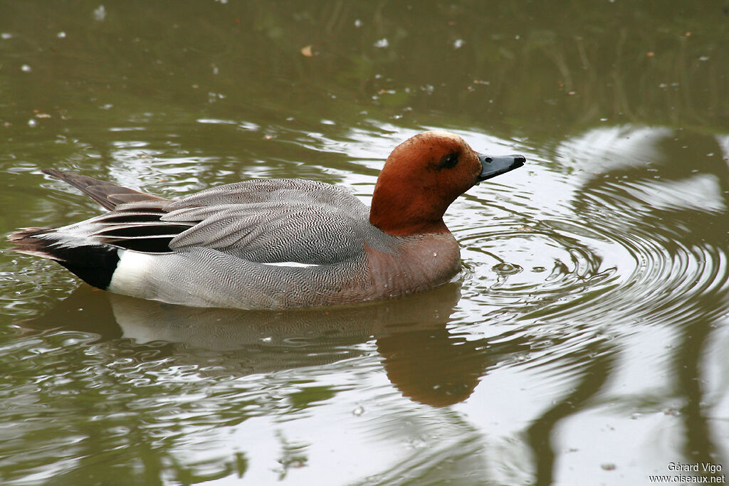 Canard siffleur mâle adulte