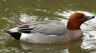 Eurasian Wigeon