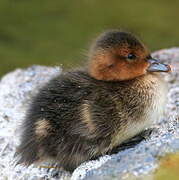 Eurasian Wigeon