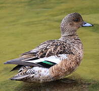 Eurasian Wigeon