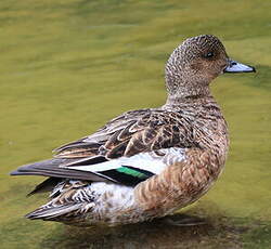 Canard siffleur