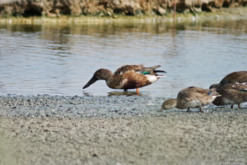 Canard souchet femelle adulte