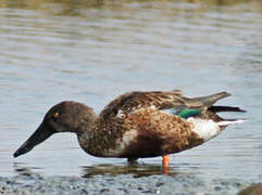 Canard souchet