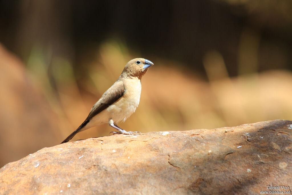 African Silverbilladult